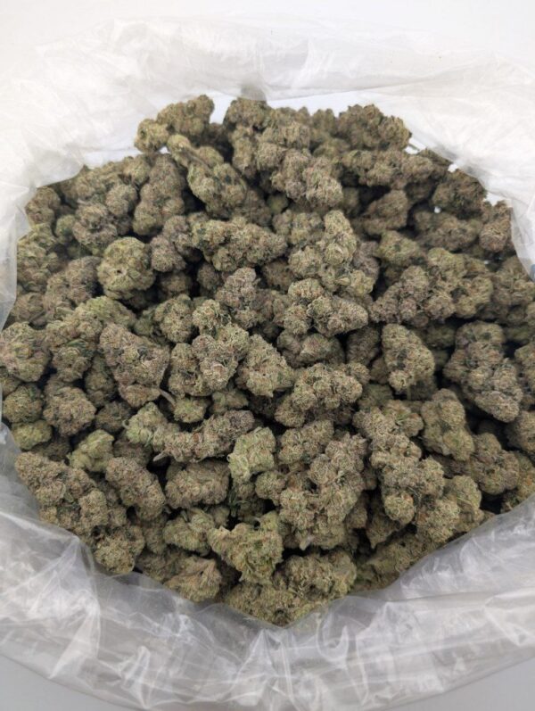 BDX x CREAM SODA |INDOOR EXOTIC  (SATIVA)(BIGS)