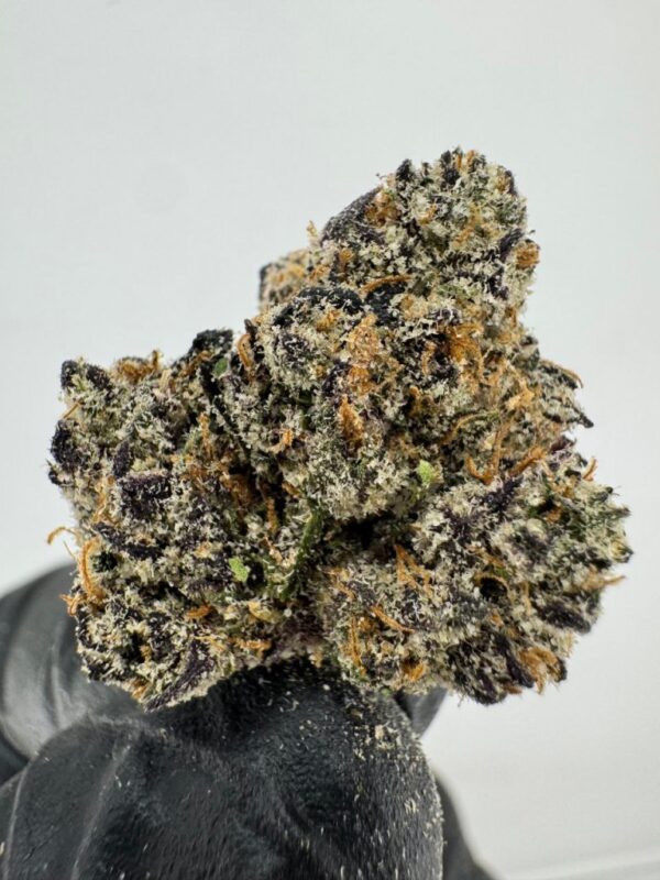 BLACK CHERRY GELATO | INDOOR EXOTIC (BIGS) BY YELLOW THUMB