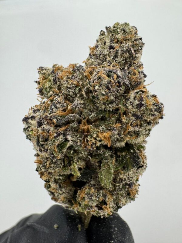 BLUE GOTTI | INDOOR EXOTIC (BIGS) BY YELLOW THUMB