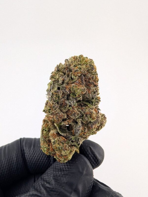 CARTEL | MIXED-LIGHT DEP EXOTIC(BIGS)