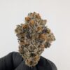 COSMIC FUNK | INDOOR EXOTIC (BIGS)