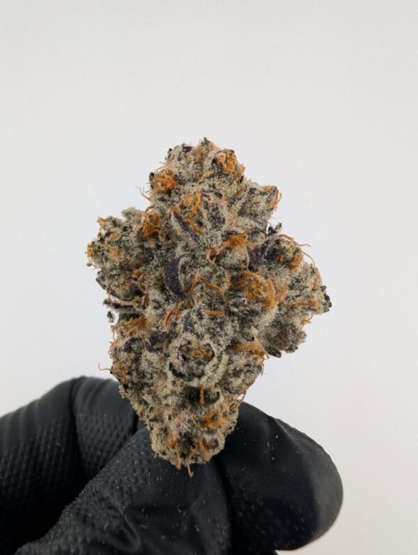COSMIC FUNK | INDOOR EXOTIC (BIGS)