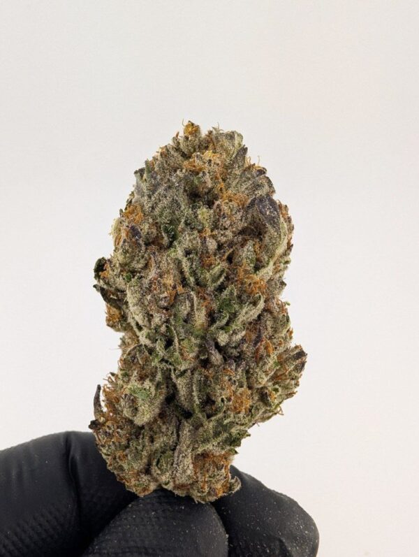DOSI x GELATO| MIXED-LIGHT DEP EXOTIC(BIGS)
