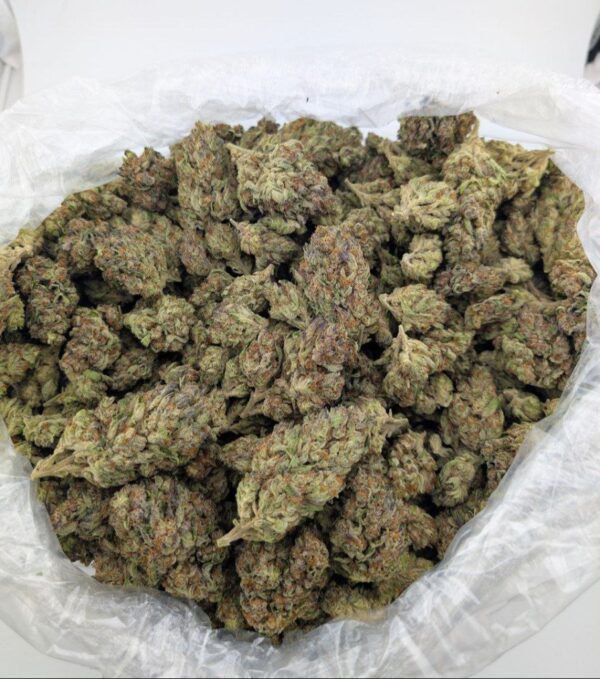 DOSI x GELATO| MIXED-LIGHT DEP EXOTIC(BIGS)