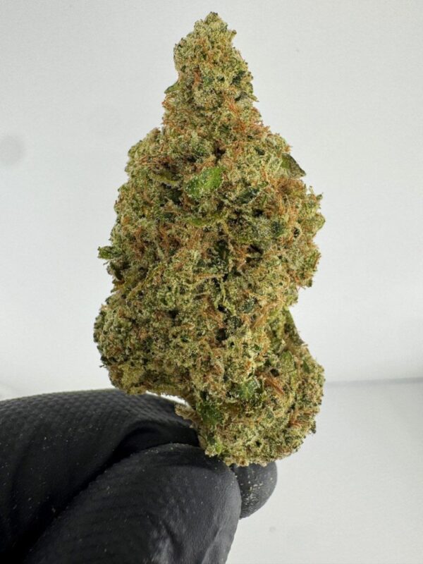 HEAD BAND | INDOOR EXOTIC (BIGS) BY BURNING ROPE FARMS (NO PACKAGING)