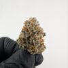 NEW MONEY #5 | INDOOR EXOTIC (BIGS)