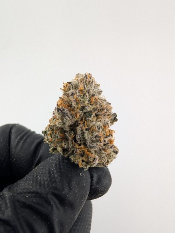 NEW MONEY #5 | INDOOR EXOTIC (BIGS)