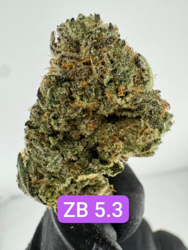 PERSONAL FLOWER | INDOOR EXOTIC (BIGS) BY WIZARD TREES (NO PACKAGING)