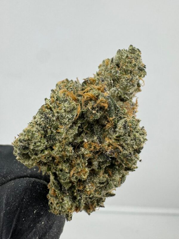 TOM FORD BISCOTTI OG | INDOOR EXOTIC (BIGS)