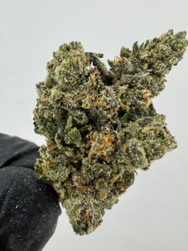 TOM FORD BISCOTTI OG | INDOOR EXOTIC (BIGS)
