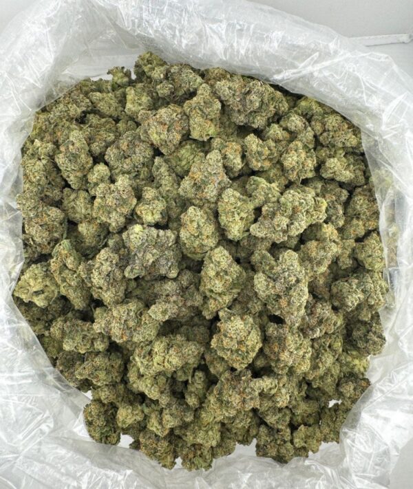 TOM FORD BISCOTTI OG | INDOOR EXOTIC (BIGS)