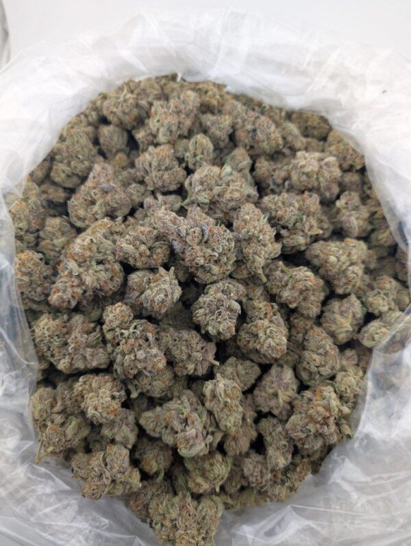 TROPICAL RUNTZ | INDOOR EXOTIC (BIGS)