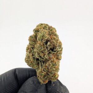 BLACK CHERRY SODA | MIXED-LIGHT DEP EXOTIC (BIGS)