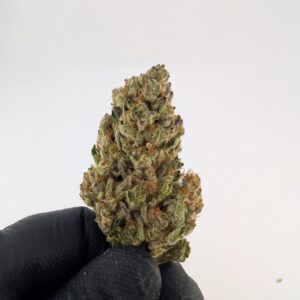 DOSI x GELATO| MIXED-LIGHT DEP EXOTIC(BIGS)
