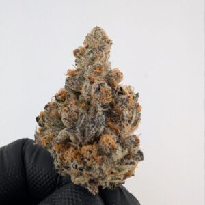 COSMIC FUNK | INDOOR EXOTIC (BIGS)