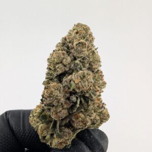 BDX x CREAM SODA |INDOOR EXOTIC  (SATIVA)(BIGS)