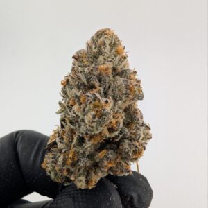 NEW MONEY #5 | INDOOR EXOTIC (BIGS)