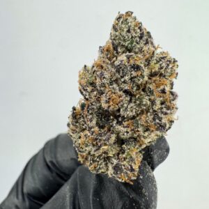 BLACK CHERRY GELATO | INDOOR EXOTIC (BIGS) BY YELLOW THUMB
