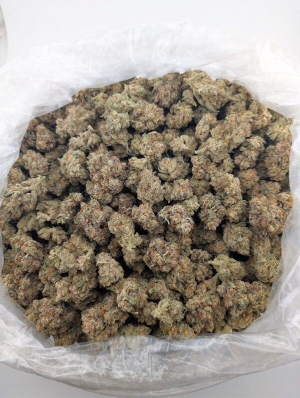 Z-PIE INDOOR EXOTIC (BIGS)