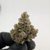 BISCOTTI x RAINBOW BELTS | INDOOR EXOTIC BIGS