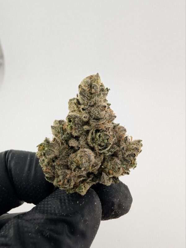 BISCOTTI x RAINBOW BELTS | INDOOR EXOTIC BIGS
