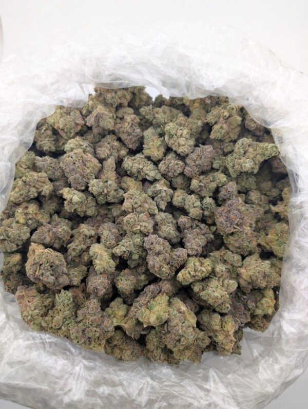 BISCOTTI x RAINBOW BELTS | INDOOR EXOTIC BIGS
