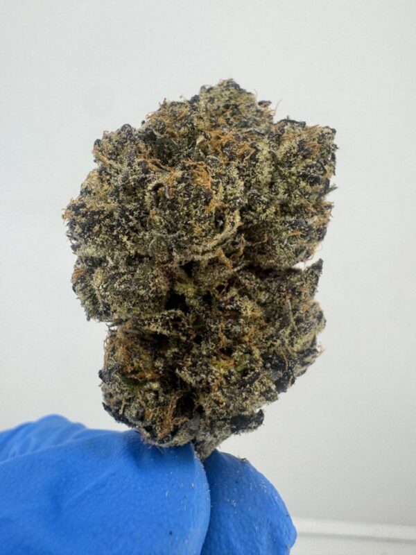 candy-glue-1 LEMON CHERRY GELATO | INDOOR EXOTIC BIGS