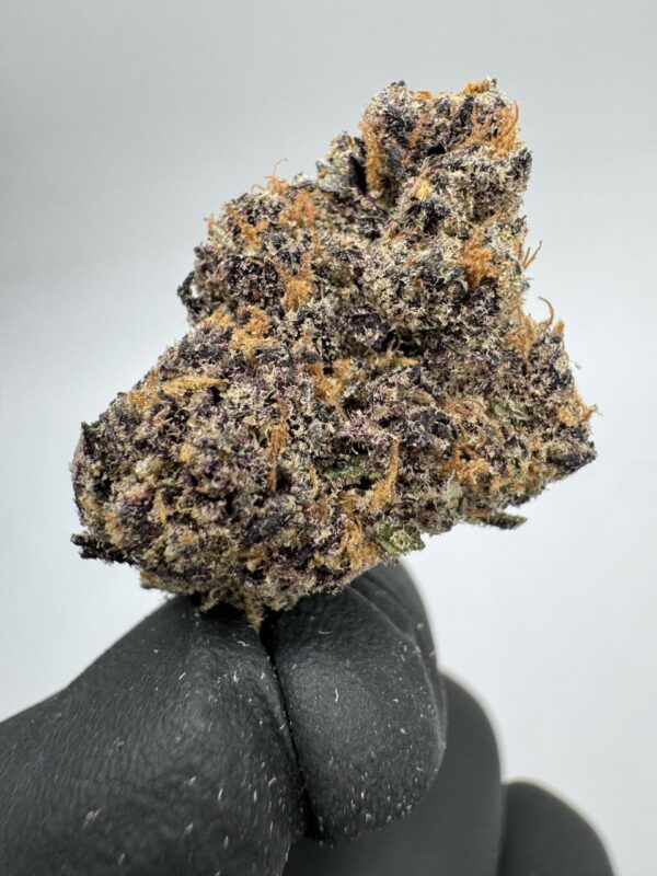 ETHER BERRIEZ | INDOOR EXOTIC (BIGS)