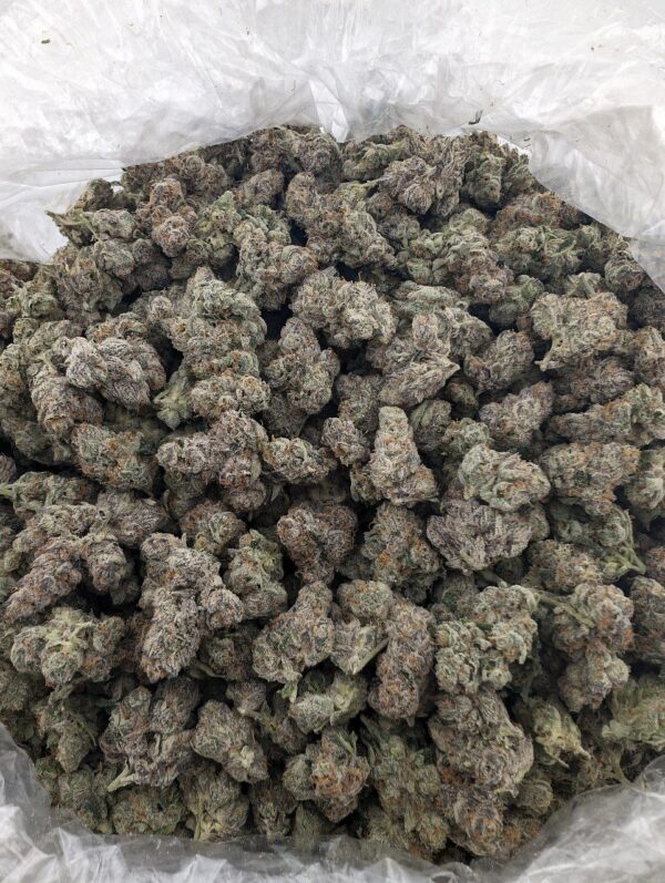 Opal x Runtz | INDOOR EXOTIC (BIGS)(EU)