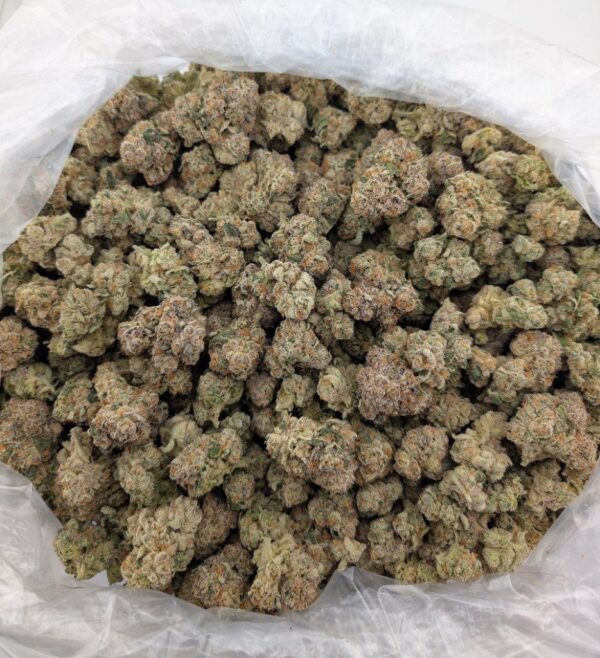 POP ROCKS | INDOOR EXOTIC (BIGS)