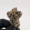 PURPLE REIGN RUNTZ | INDOOR EXOTIC (BIGS)