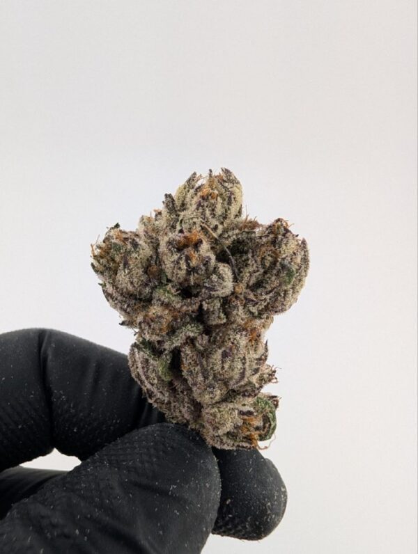 PURPLE REIGN RUNTZ | INDOOR EXOTIC (BIGS)