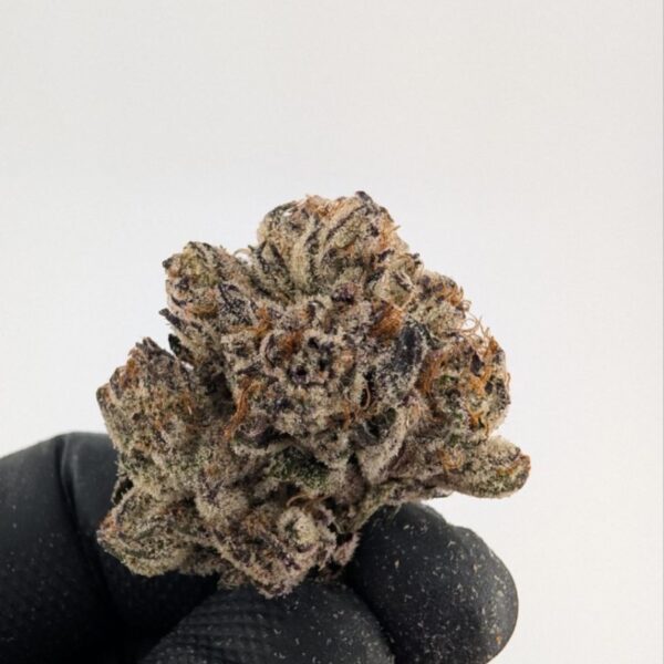 PURPLE REIGN RUNTZ | INDOOR EXOTIC (BIGS)