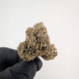 POP ROCKS | INDOOR EXOTIC (BIGS)