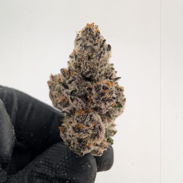 GOLD DUST | INDOOR EXOTIC (BIGS)