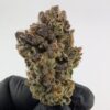 BISCOTTI x RAINBOW BELTS | INDOOR EXOTIC BIGS