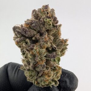 BISCOTTI x RAINBOW BELTS | INDOOR EXOTIC BIGS